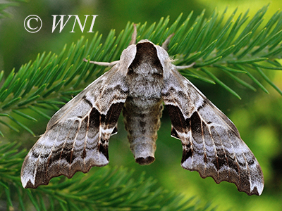 One-eyed Sphinx (Smerinthus cerisyi)